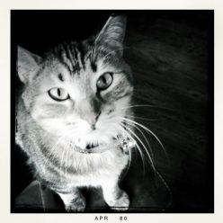 Kattenhotel Overpelt